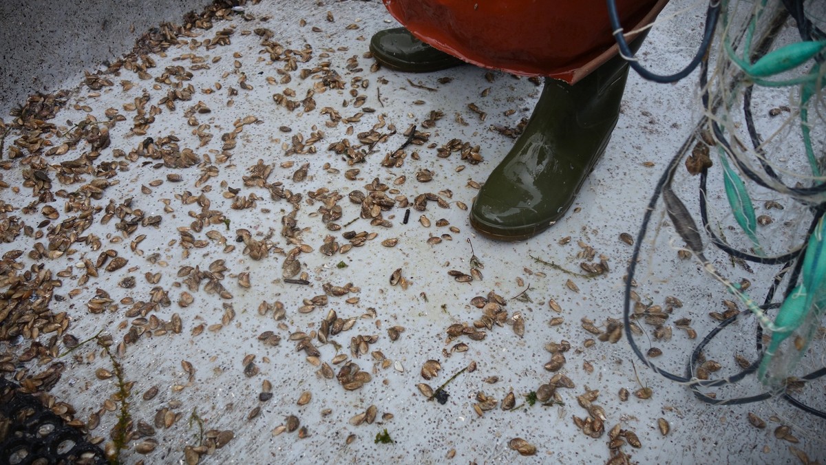 Invasive-Quagga-Muschel-nun-auch-im-Z-richsee-gefunden