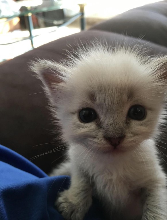 cute news tier katze

https://www.reddit.com/r/kittens/comments/1u4agui/found_this_baby_girl_on_a_trash_bin_i_guess_im_a/