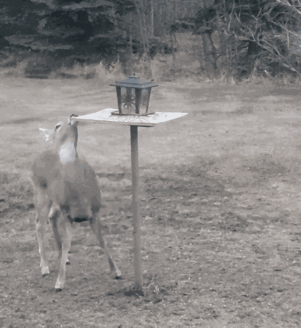 Animiertes GIF