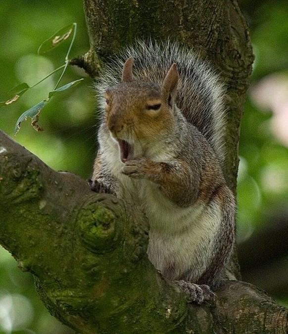 Ist dieses Eichhörnchen gestresst oder zu spät ins Bett? 🤔
