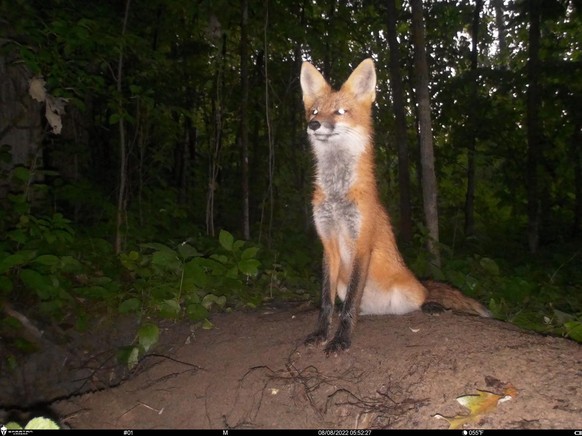 Die lustigsten und schönsten Wildtierkamera-Bilder: Cute News mit Fuchs