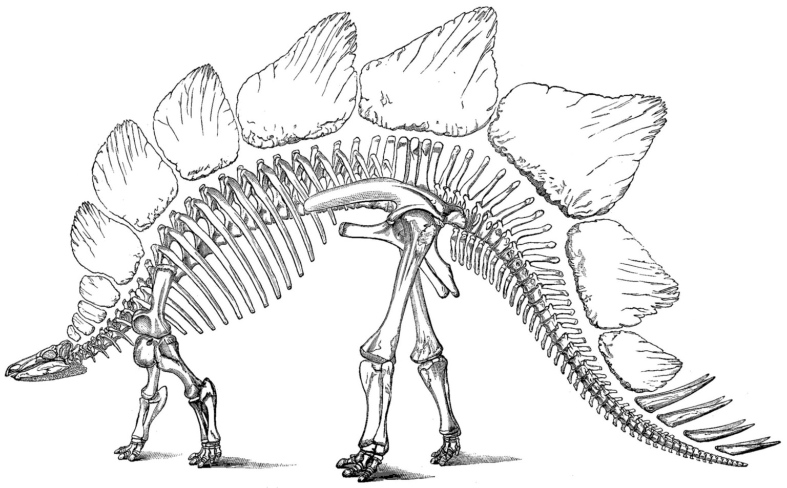 Marsh veröffentlichte 1891 das allererste vollständige Skelett eines Stegosaurus