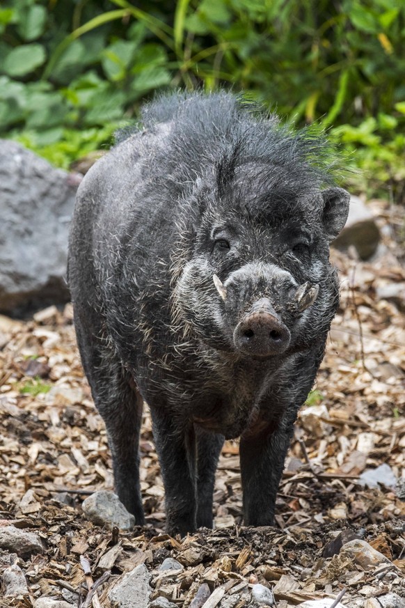 Visayas Pustelschwein Sus cebifrons, vom Aussterben bedrohtes Wildschwein, das auf den Visayan Inseln auf den Philippinen heimisch ist *** Visayas Warty Sus cebifrons , from Extinction threatened Wild ...