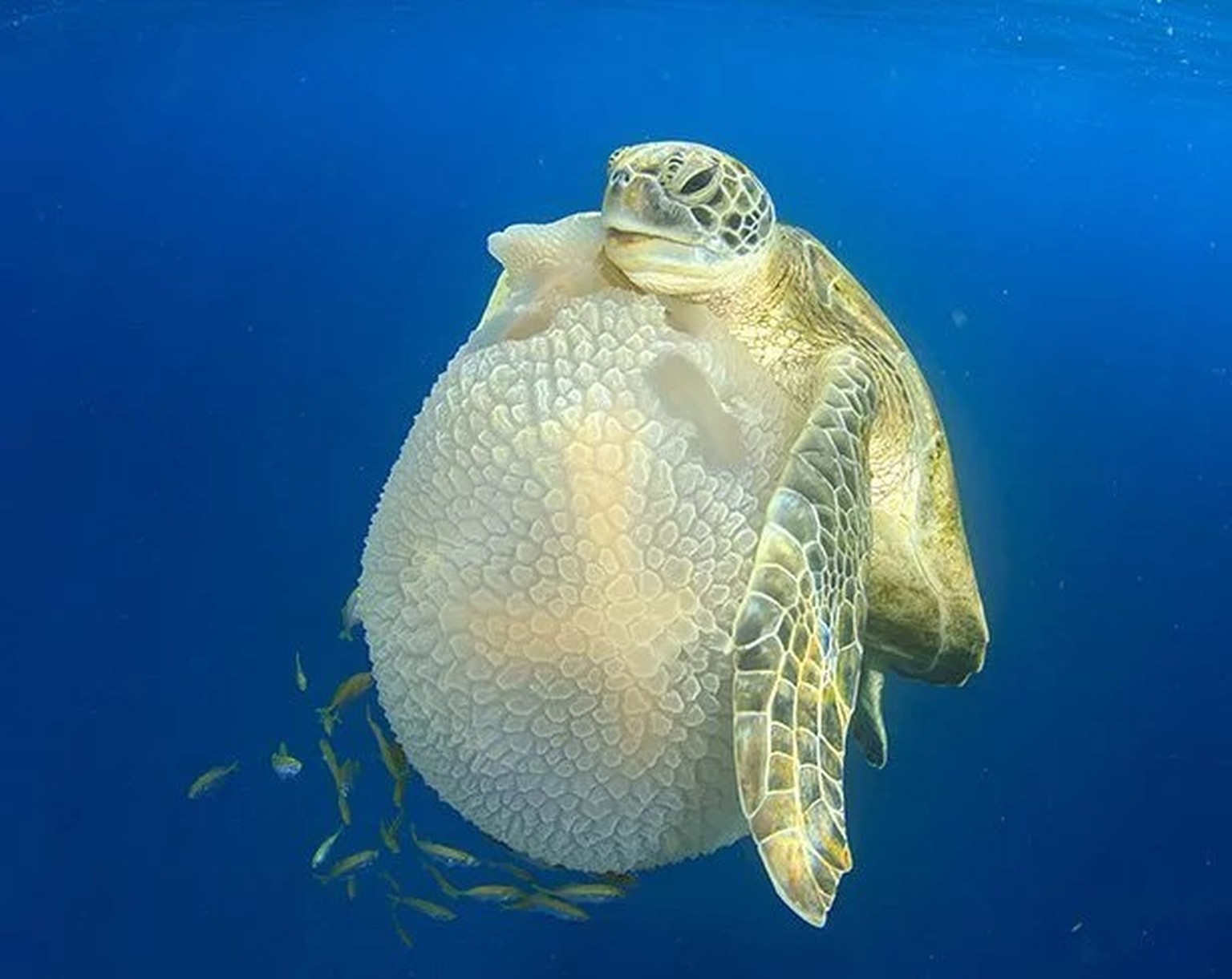 Eine Grüne Meeresschildkröte (Chelonia mydas) hält eine Mosaikqualle (Thysanostoma thysanura) fest.