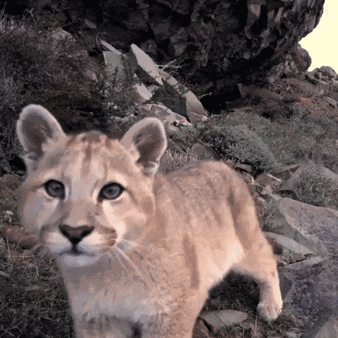 Animiertes GIF