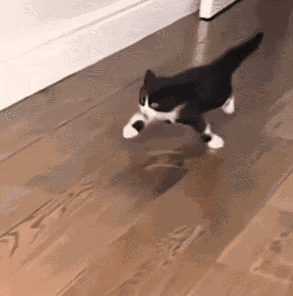 Animiertes GIF