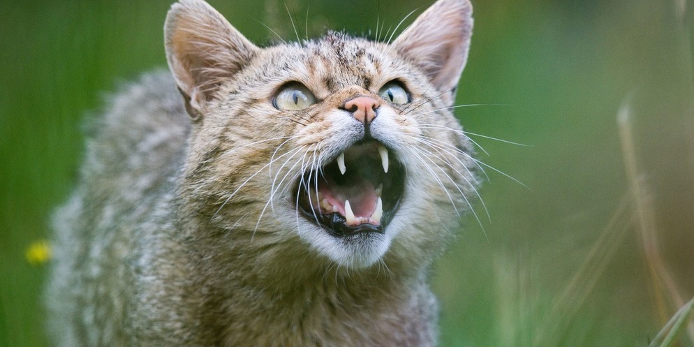 Die Europäische Wildkatze breitet sich im Berner Mittelland aus.