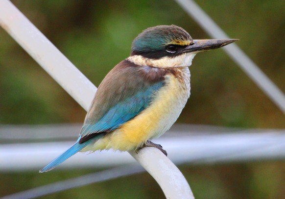 Götzenliest (Todiramphus sanctus)