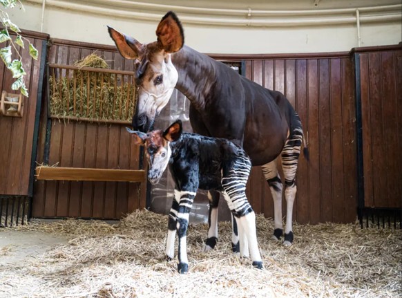 Das neugeborene Okapi Toka mit seiner Mutter Ebony.