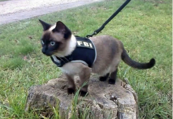 Katze FBI
Cute News
https://imgur.com/gallery/QYEbv