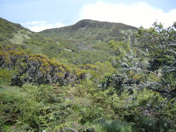 Der Gipfel des Pico Basilé.