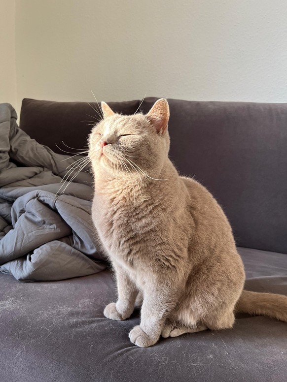 cute news tier katze

https://www.reddit.com/r/aww/comments/1gjv5f9/my_man_loves_him_some_morning_sun/