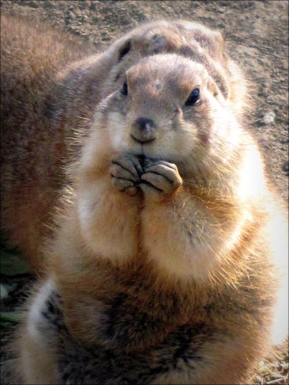 Sag heute all deine Termine ab! So viele lustige Tierbilder gab es noch nie
KÃ¶nnte Dani mal das Cute-News-Quiz da machen? Bitteeee! Min. mal Gleichstand hÃ¤tte ich auf sicher... ;-)