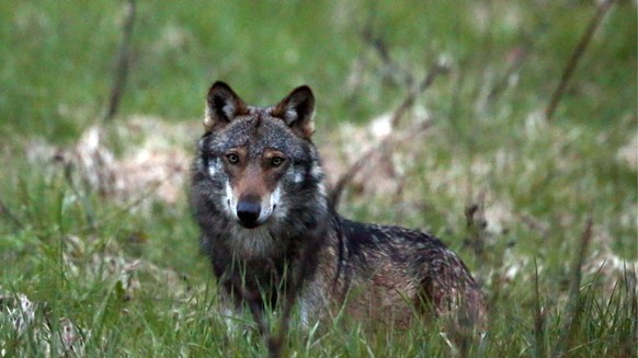 HANDOUT THEMENBILD ZUR SESSION THEMA WOLF UND JAGDGESETZ - Ein Wolf, mutmasslich &quot;M35&quot;, aufgenommen beim Dorfeingang von Bellwald im Obergoms, Wallis, am 28. Mai 2013. (KEYSTONE/Marco Schmid ...