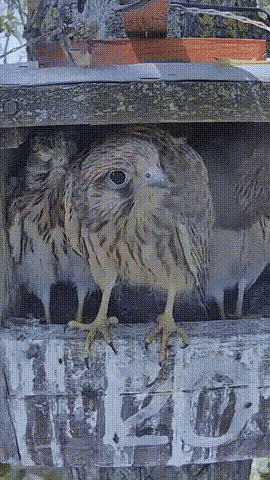 Animiertes GIF