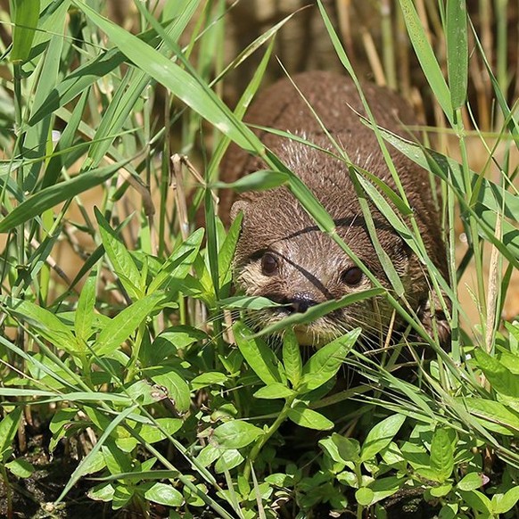 cute news animal tier otter

https://www.reddit.com/r/Otters/comments/w8he5b/where_oh_where_has_my_little_otter_gone/