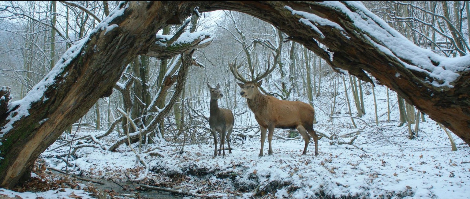 epa05782469 A handout photo made available by the Berlinale shows a scene from the film &#039;On Body and Soul&#039;. The film runs in the official competition of the 67th Berlin Film Festival that ru ...