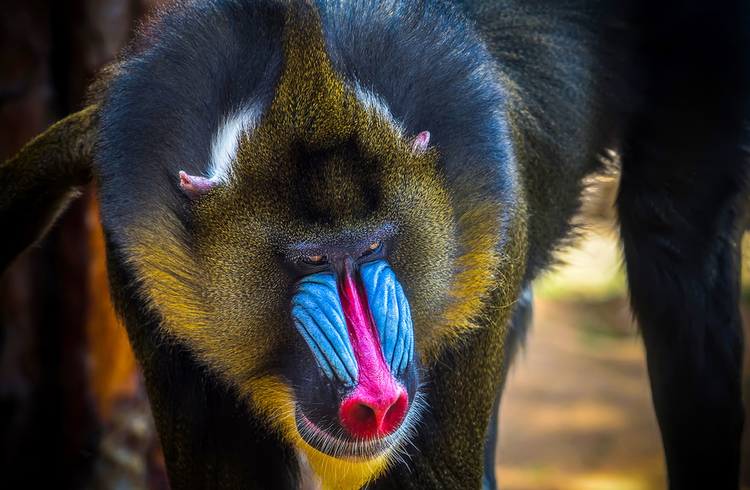 Mandrill