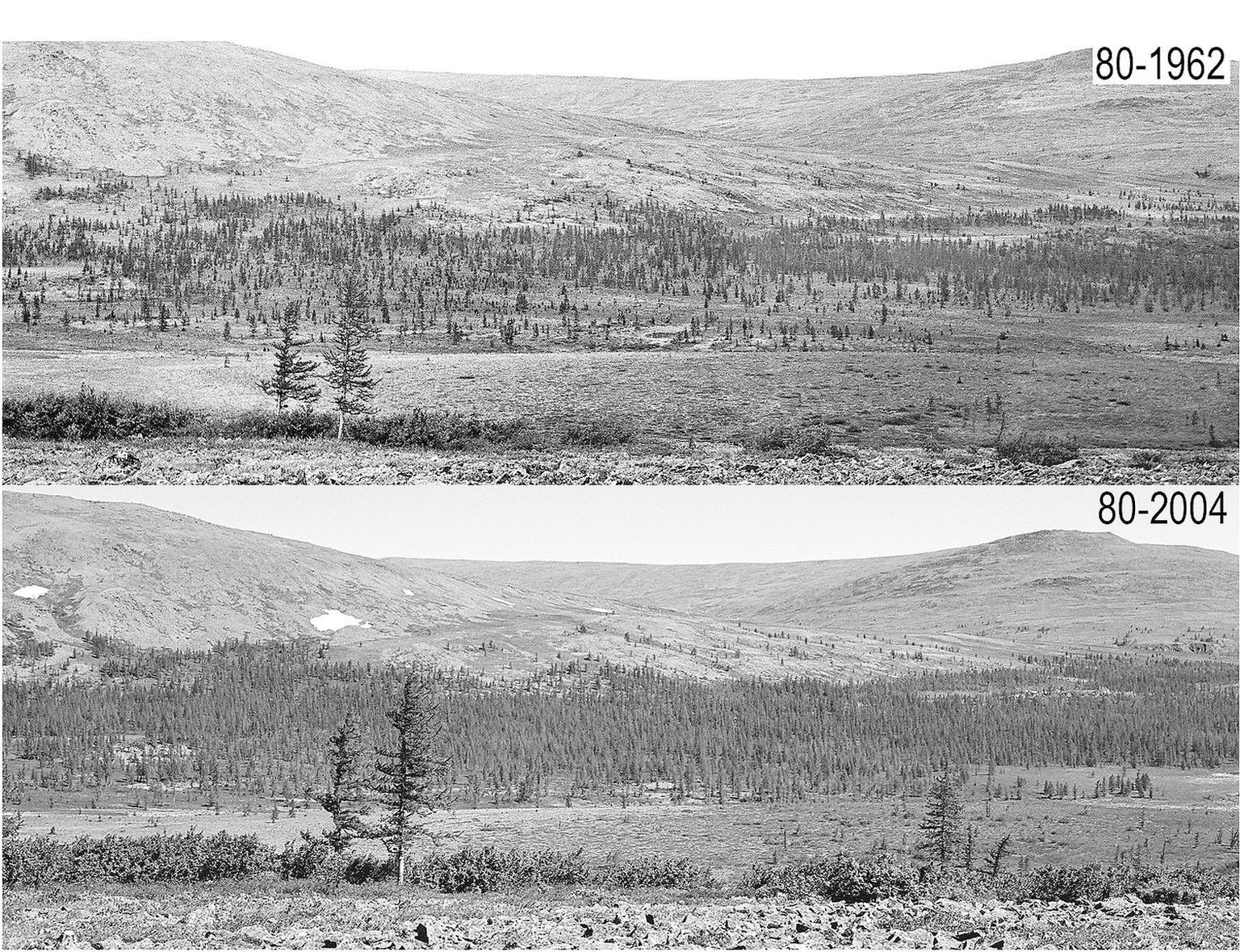 Historische Fotos belegen die Waldzunahme im Polar-Ural während der letzten Jahrzehnte.