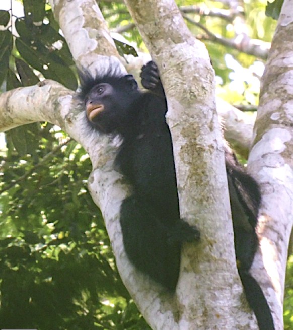 likweli (Colobus congoensis)