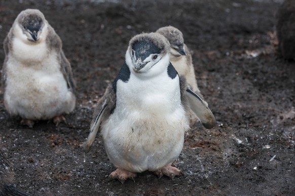 UK, South Georgia and South Sandwich Islands, Portrait of chinstrap penguin Pygoscelis antarcticus RUNF03581 

Der Zügelpinguin (Pygoscelis antarctica), auch Kehlstreifpinguin genannt, ist eine Art au ...