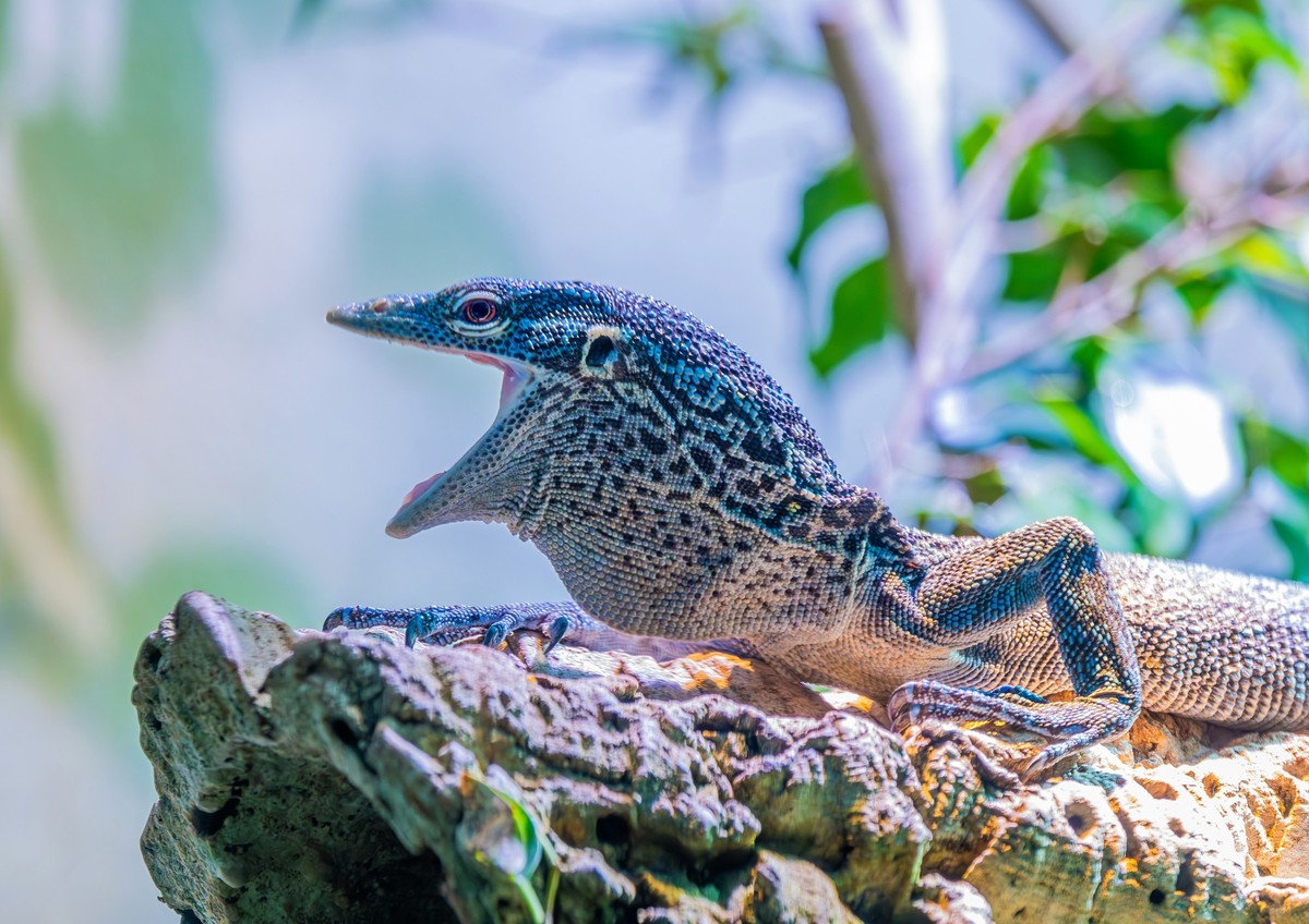 Blauer Baumwaran im Zoo Zürich