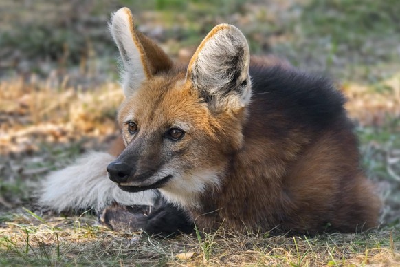 Mähnenwolf Chrysocyon brachyurus Canis brachyurus ruhend, größter Canide Südamerikas *** Maned wolf Chrysocyon brachyurus Canis brachyurus dormant, largest Canide South America Copyright: imageBROKER/ ...