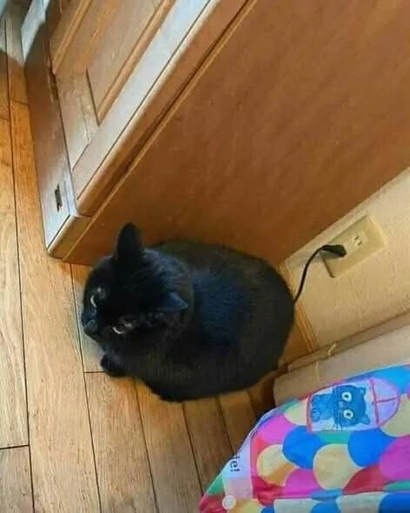 cute news tier katze


https://www.instagram.com/p/CglMSk9OGZh