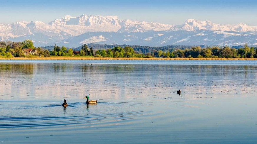 Das Zürcher Oberland – eine verträumte Idylle, wo die Berge am Horizont wie eine Fata Morgana wirken.