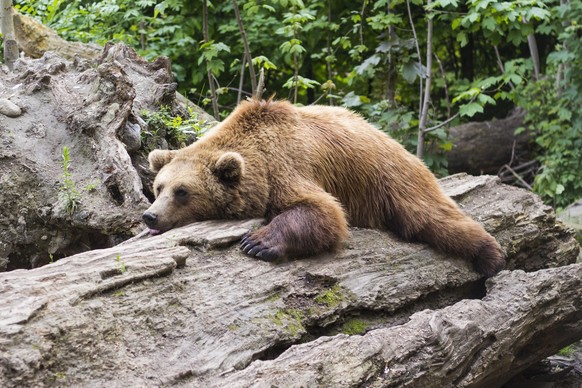 cute news bär schläft auf einem heruntergefallenem baumstamm

https://www.reddit.com/r/AnimalsBeingSleepy/comments/yvwoyi/a_bear_is_sleping_on_rock/
