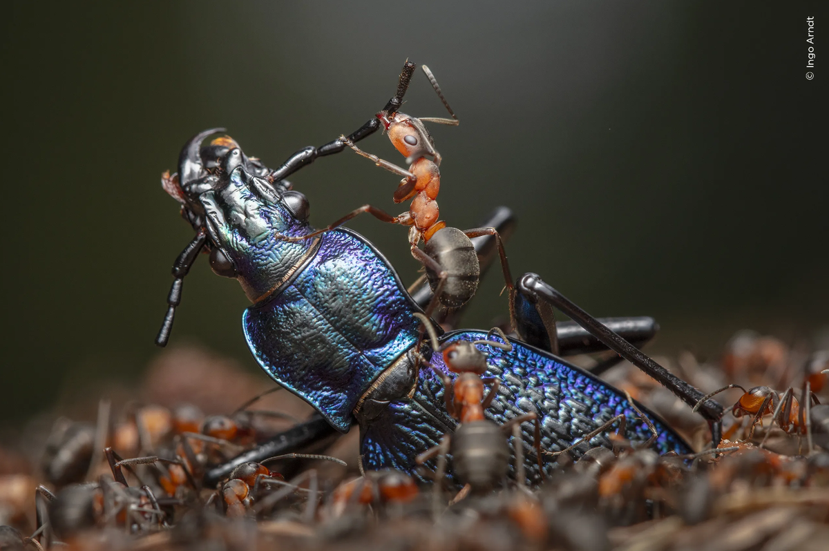 Ingo Arndt (Germany) documents the efficient dismemberment of a blue ground beetle by red wood ants.
https://www.nhm.ac.uk/wpy/gallery/2024-the-demolition-squad?tags=ed.current
