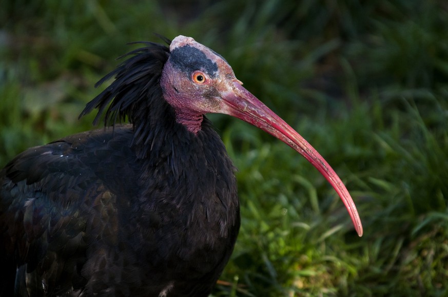 Waldrapp.