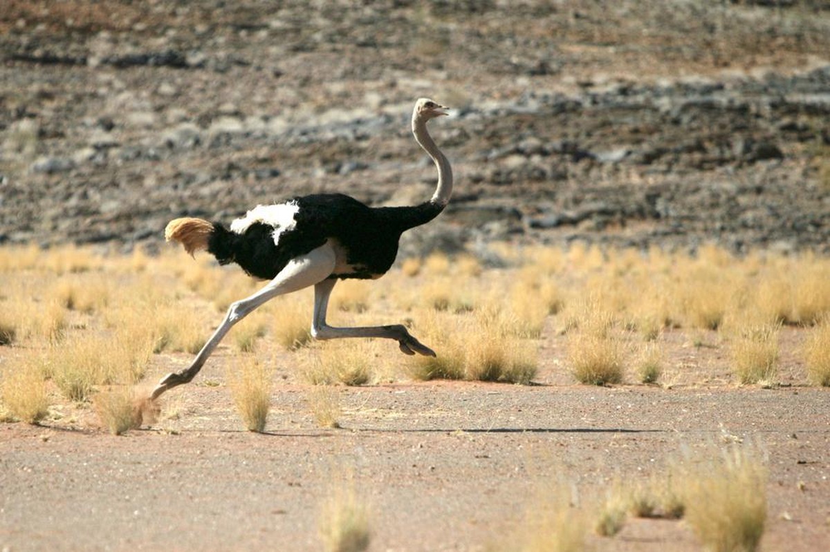 Afrikanischer Strauss (Struthio camelus)