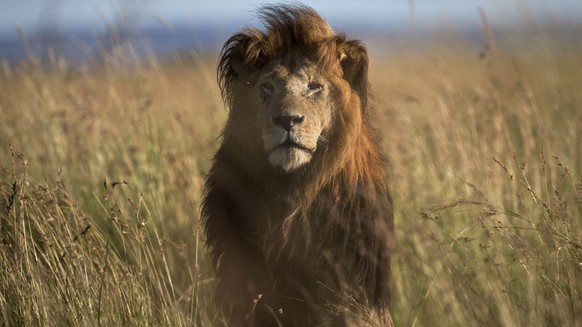 FILE - In this file photo taken Tuesday, July 7, 2015, an old male lion raises his head above the long grass in the early morning, in the savannah of the Maasai Mara, south-western Kenya. Conservation ...