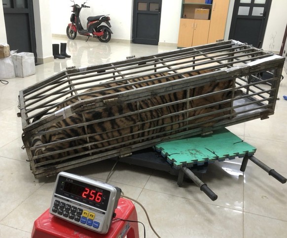 In Vietnam ist ein Mann mit einem lebenden Tiger im Auto von der Polizei gestellt worden. Die mehr als 200 Kilo schwere Raubkatze sei in einem extrem kleinen Eisenkäfig entdeckt worden, den der 43-Jäh ...