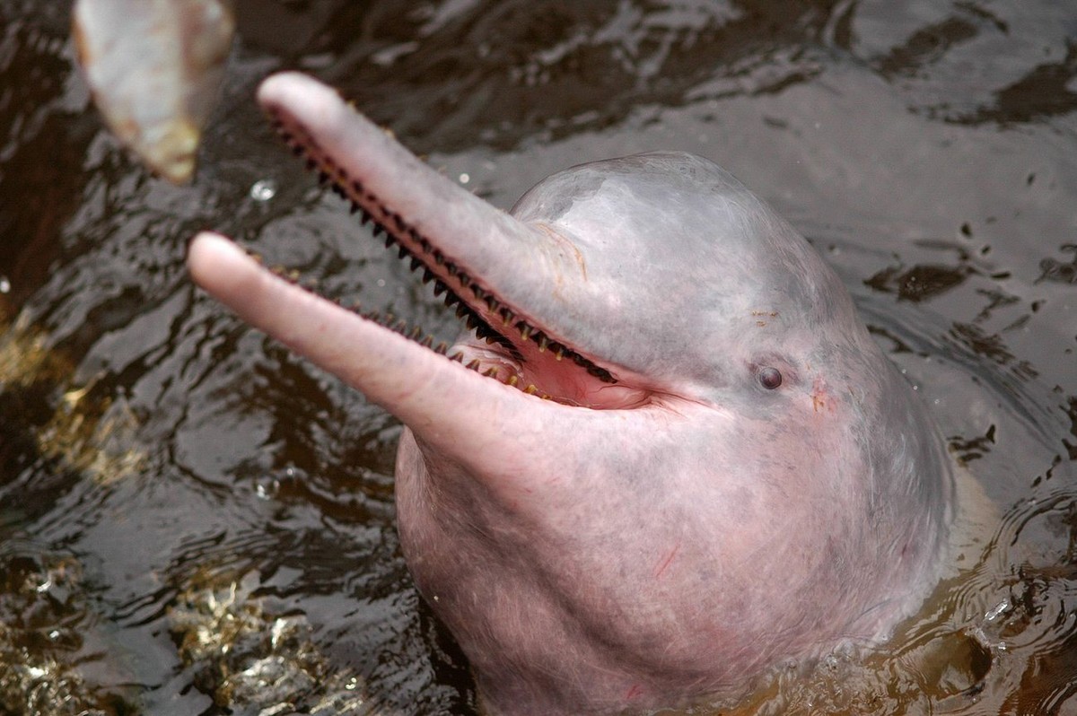 epa04081479 A handout picture dated 10 November 2005 and provided by Anselmo d'Afonsec on 16 February 2014 shows a pink dolphin in Amazonas river, in Manaus, Brazil. This specie, one of the few o ...
