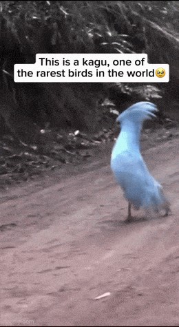 Animiertes GIF