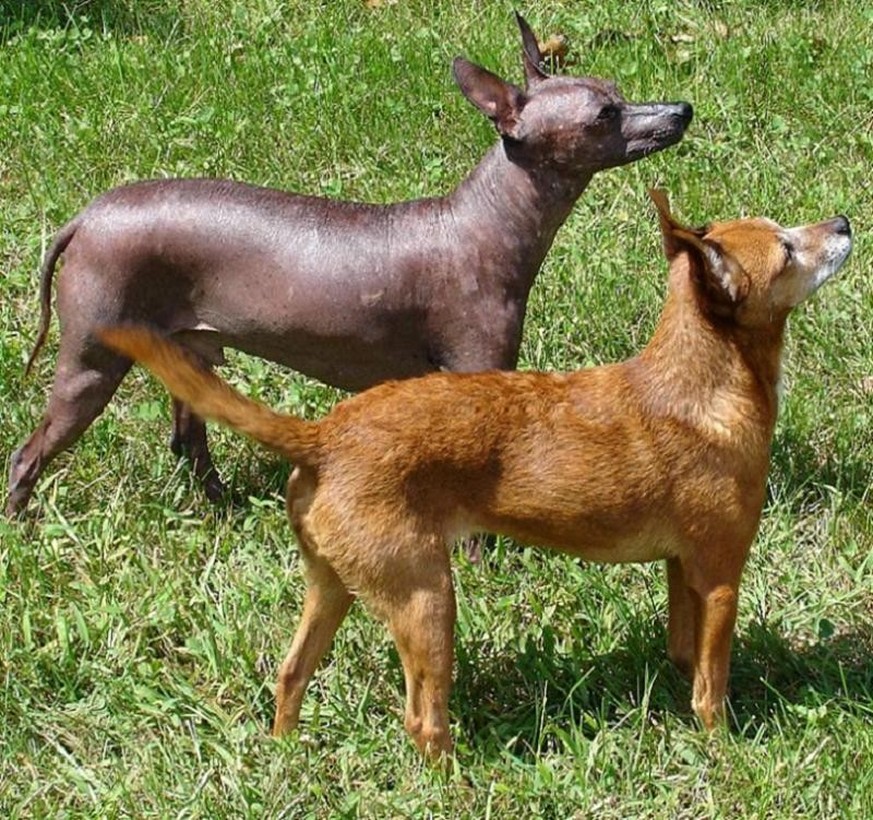 Michelob (Michael) and Irish Mist (Misty), a hairless and a coated Xoloitzcuintli. Christopher A. and Amanda L. Dellario, Nottingham, NH, USA. Photo taken by Amanda L. Dellario, August 2006.