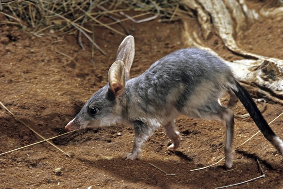 Alice Springs, Northern Territory, Australia Greater bilby Macrotis lagotis Alice Springs, Northern Territory, Australia PUBLICATIONxINxGERxSUIxAUTxHUNxONLY 961_13_rms00258
Alice Springs Northern Ter ...