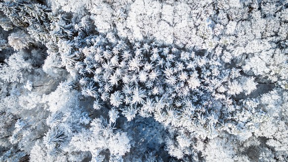 Schnee bedeckte Baeume am Sonntag, 11. Dezember 2022 in einem Wald in Huettikon. Die Schweiz hat stellenweise die kaelteste Nacht des Jahres erlebt. In der Nacht auf Montag soll es noch kaelter werden ...
