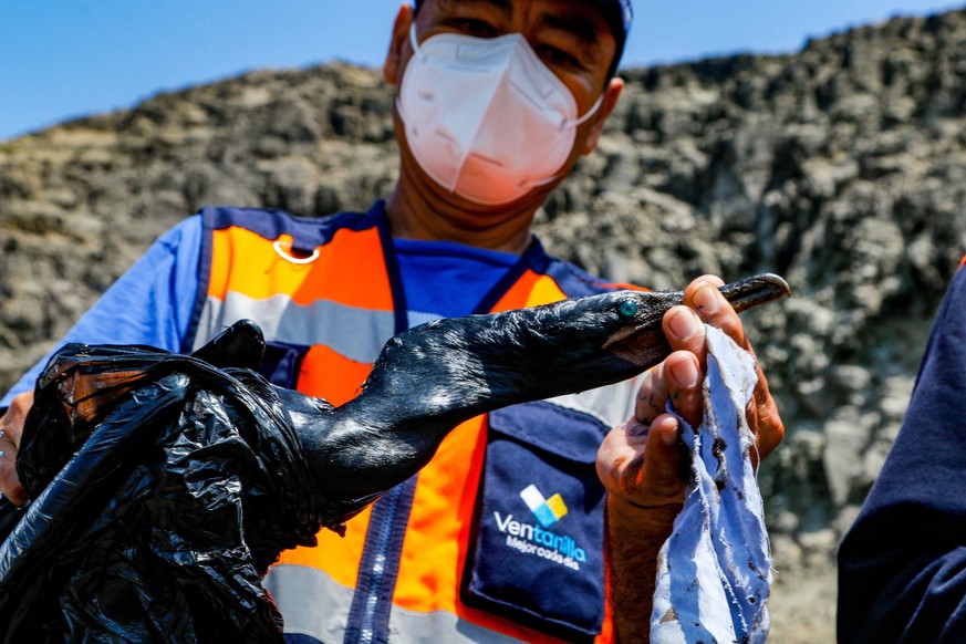 epa09695571 A handout photo made available by the Municipality of Ventanilla showing the cleaning work of the oil spill spilled on 15 January into the Pacific Ocean from the Peruvian refinery of La Pa ...