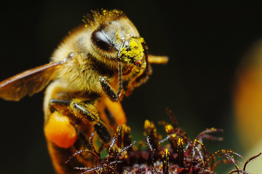Diese Sammlerin trägt schicke gelbe Pollenhöschen.