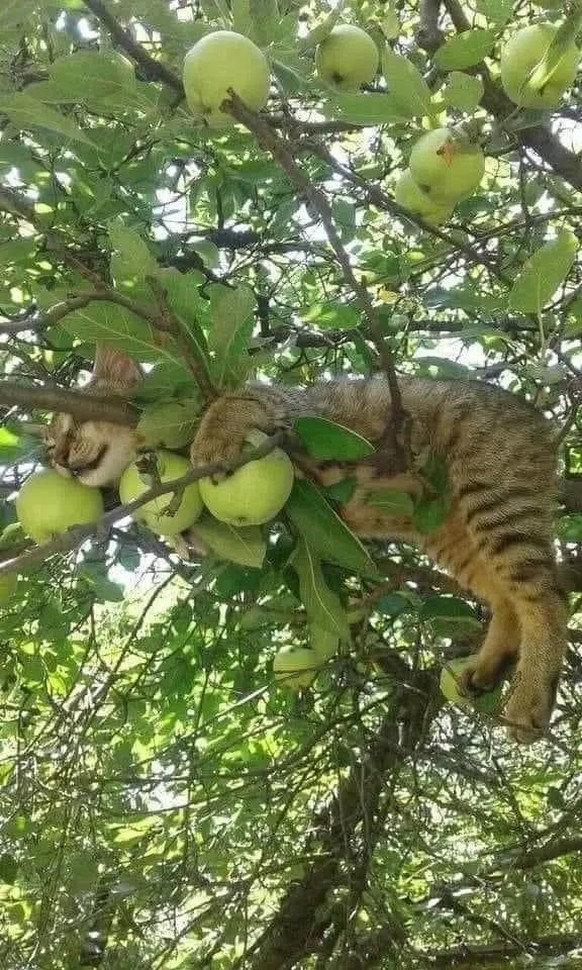 cute news tier katze

https://www.reddit.com/r/CatsBeingCats/comments/1no3sbu/why_in_all_places/
