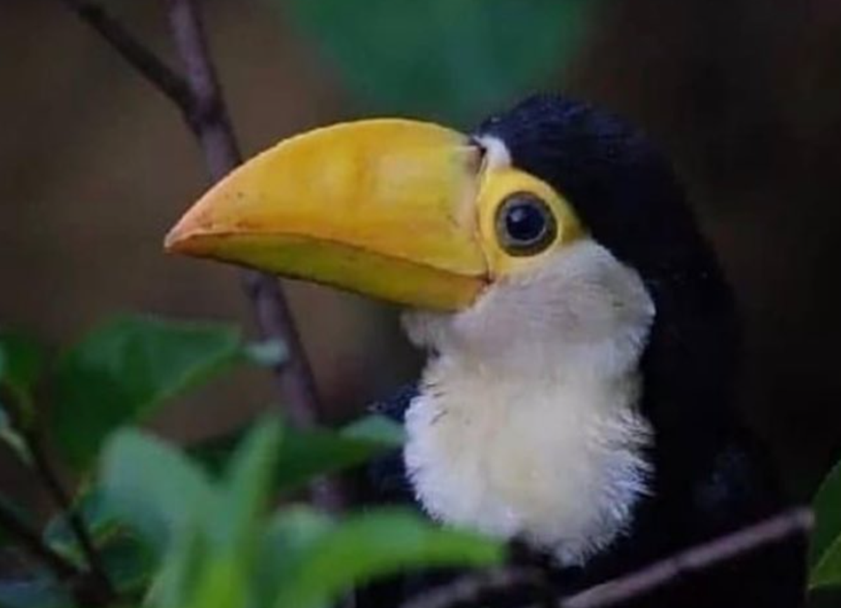 Tucan-Meme