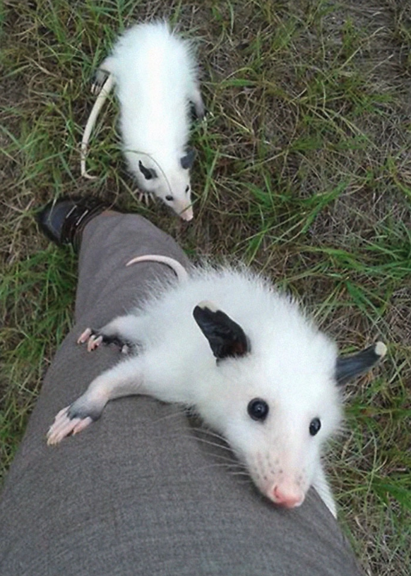 Opossum