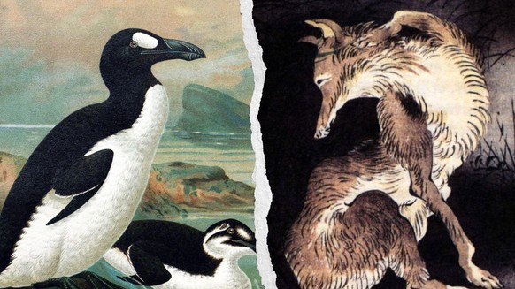 &lt;p&gt;Wir befinden uns momentan im grössten Massensterben der letzten 10 Millionen Jahre. Alleine in den vergangenen 500 Jahren sind Hunderte von einzigartigen Tieren auf der ganzen Welt, wie der b ...