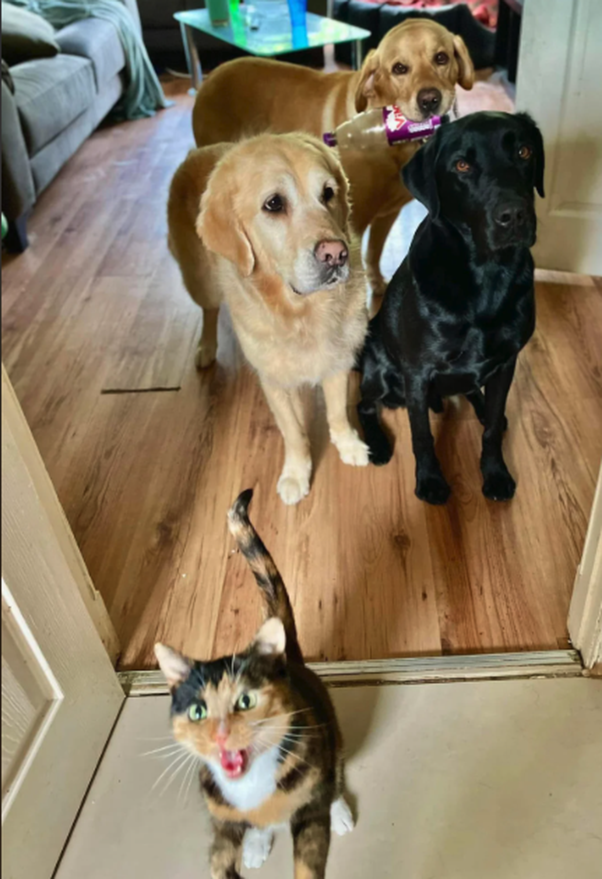 Drei Hunde und eine Katze.

https://www.reddit.com/r/aww/comments/1nilazi/one_of_them_is_very_vocal_when_it_comes_to_dinner/