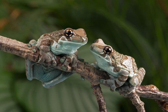 Baumhöhlen-Krötenlaubfrosch als Tier der Woche bei den Cute News von watson.