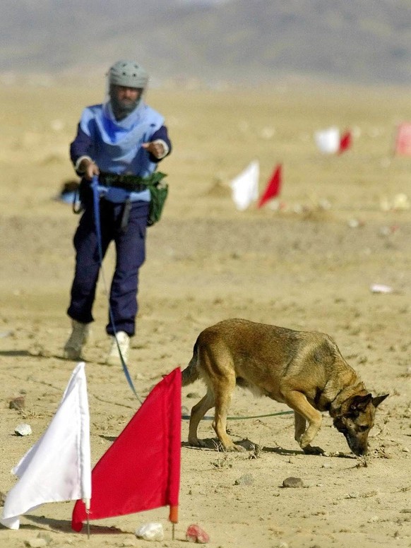 One-year-old German dog Fanny sniffs through supposed minefield as her dog handler Haniif Ullah drects her from a distance during a demining demonstration Saturday Dec. 28, 2002 in Possab village, nea ...
