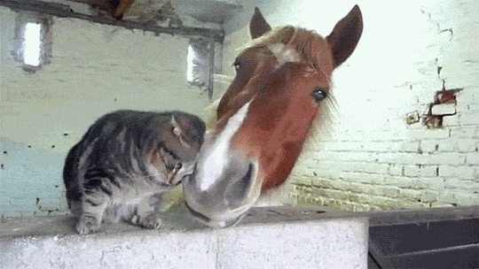 Über 30 tierisch witzige Bilder und GIFs *badum ts!*
Euch ein kuscheliges Wochenende